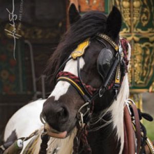 Gypsy Horses A.K.A. Gypsy Cobs, Irish Tinkers and Vanners