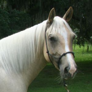 Reiners American Quarter Horses